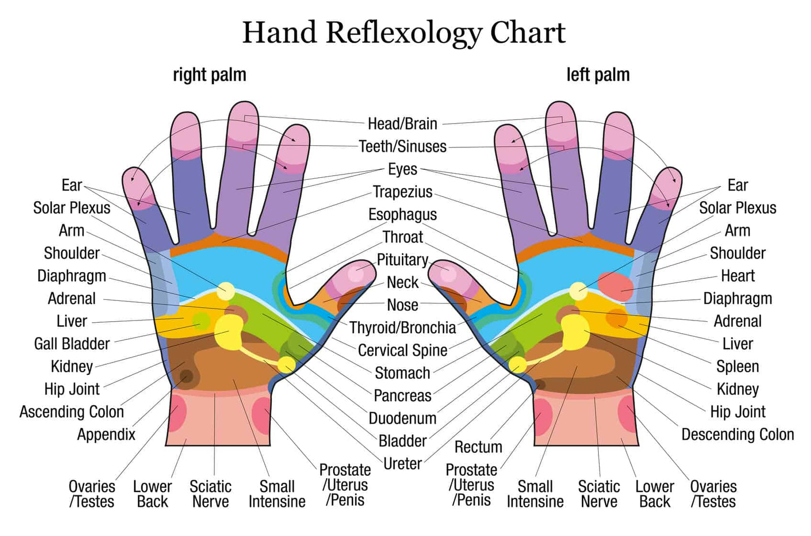 acupressure points, trigger points, reflexology, reflexology chart